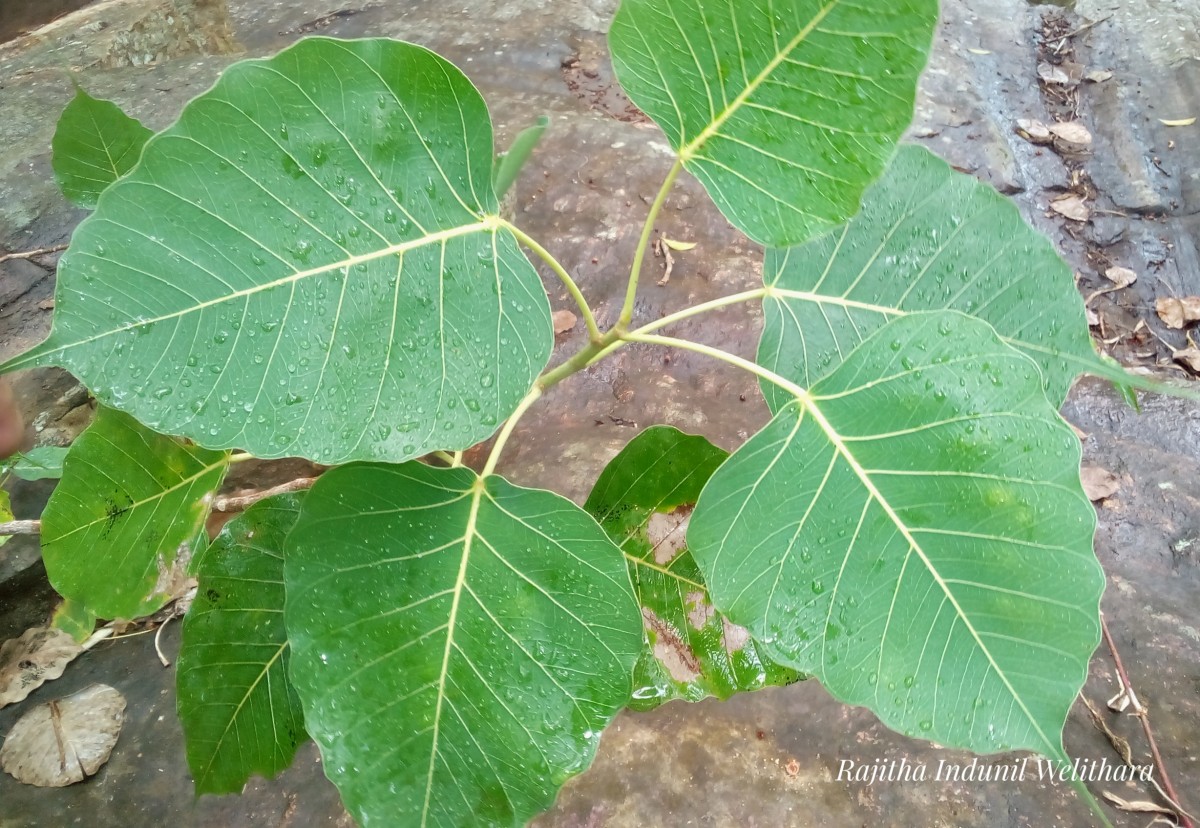 Ficus religiosa L.